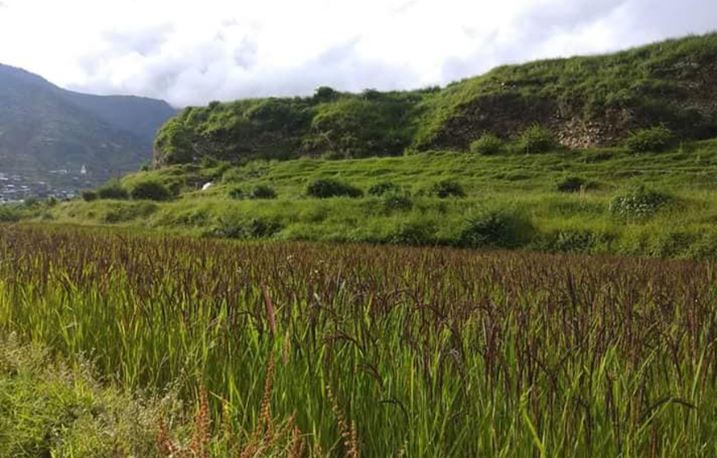 पूर्वपश्चिम राजमार्गमा गलैंचा र जुम्लालाई मार्सी धान करिडोरका रुपमा विकास गरिने