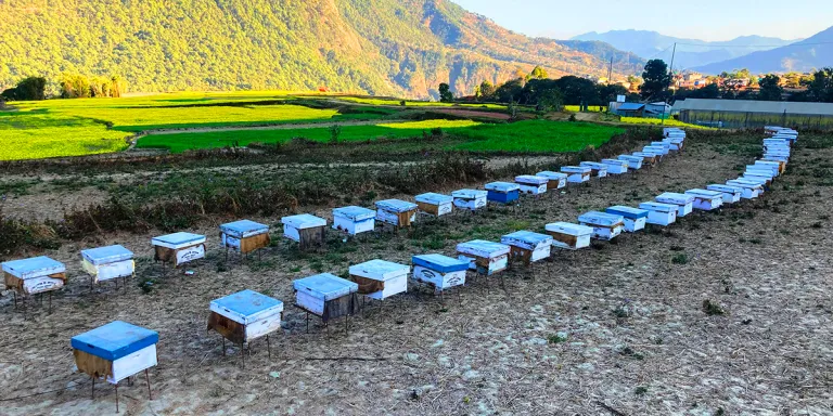 नेपालमा पहिलो पटक मौरी घारमा देखियो ‘ट्रोपिलाप्सिस माइट’