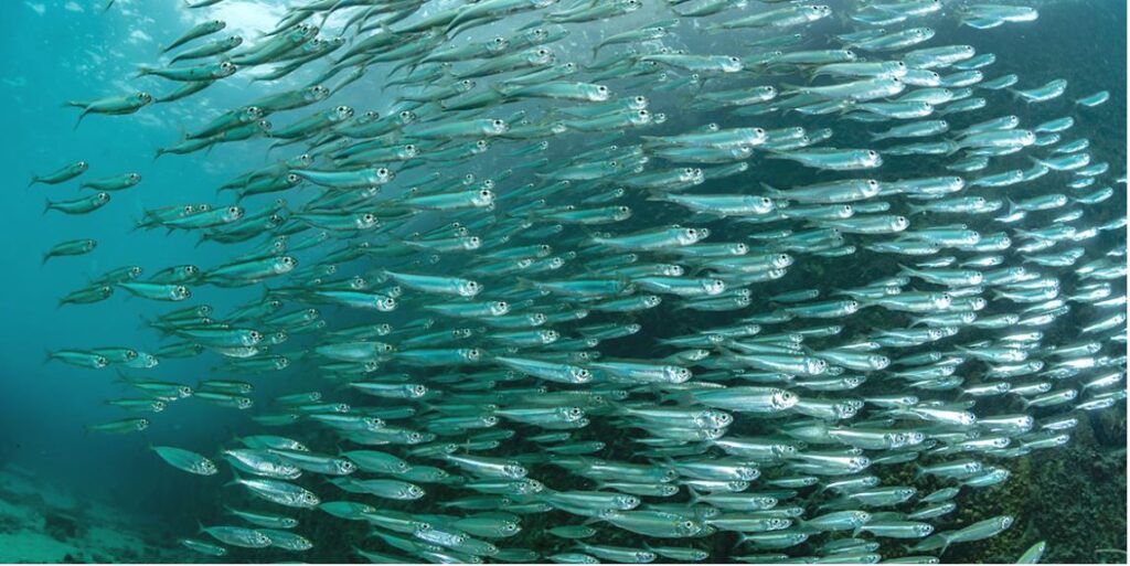 किसानलाई अनुदानमा ५४ हजार माछाका भुरा