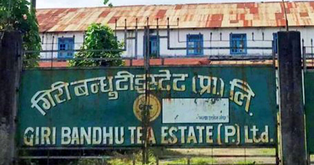 गिरीबन्धु टी–इस्टेटले भन्यो– जग्गा हाम्रो निजी हो, चिया बगान सार्छाैँ