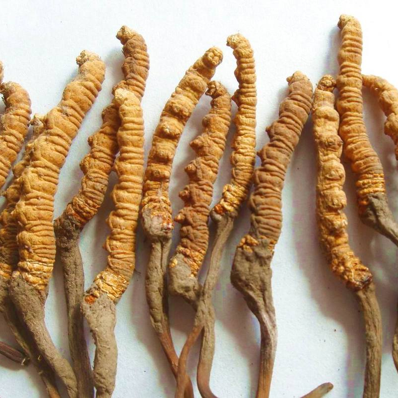 यार्सागुम्बा संकलन : एक करोड २५ लाख राजस्व संकलन