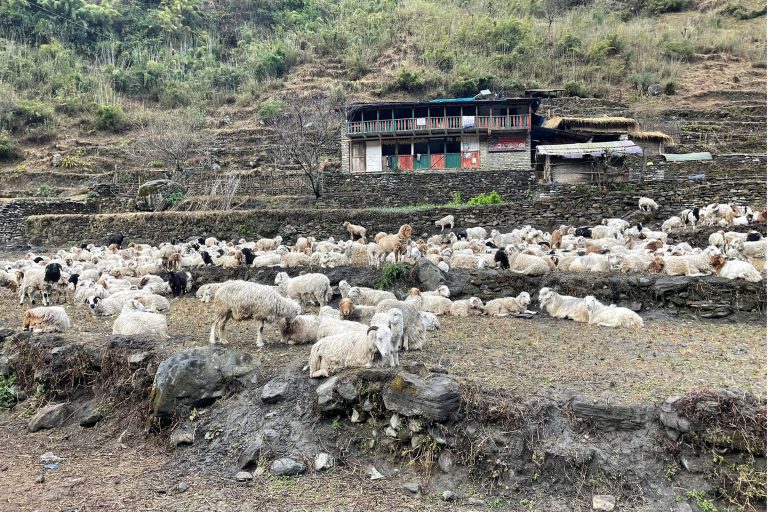 जुम्लाका किसानलाई भेडा वितरण