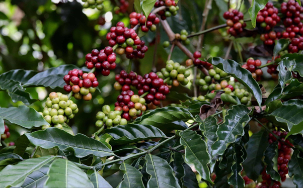 शुक्लागण्डकीमा पाँच हजार कफीका बिरुवा वितरण