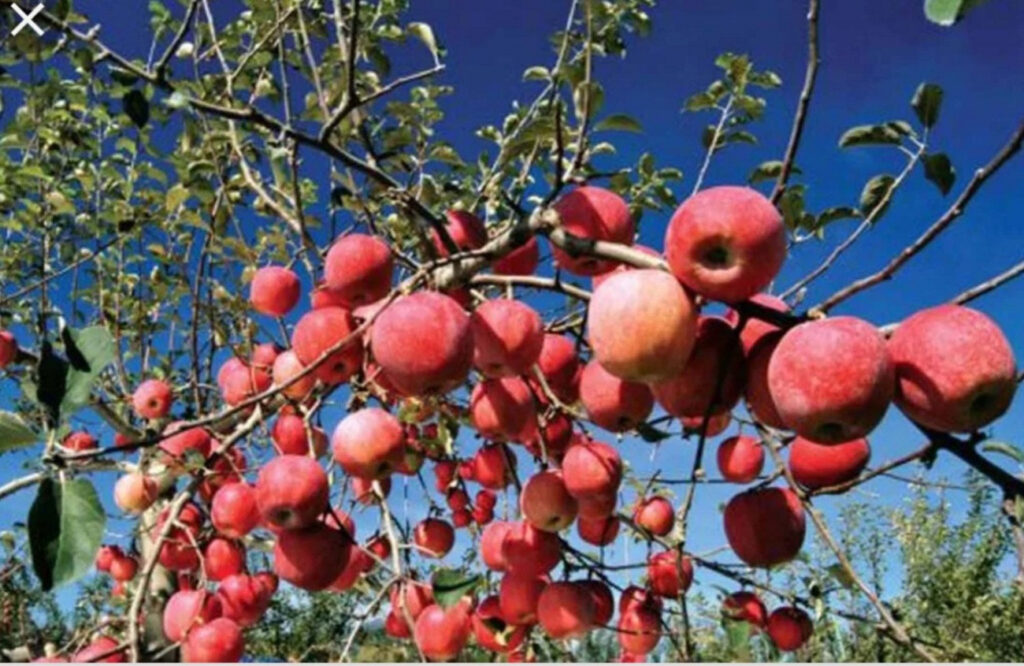 स्याउखेतीले मनाङका किसानको आम्दानी बढाउँदै