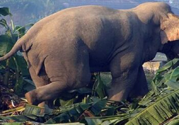 रौतहटमा जंगली हात्तीको उपद्रो बढेपछि स्थानीय त्रसित