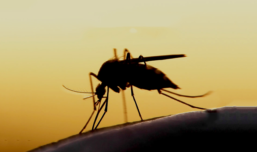 जापानीज इन्सेफलाइटिसको सङ्क्रमण बढ्यो: १०३ जना सङ्क्रमित, २० को मृत्यु