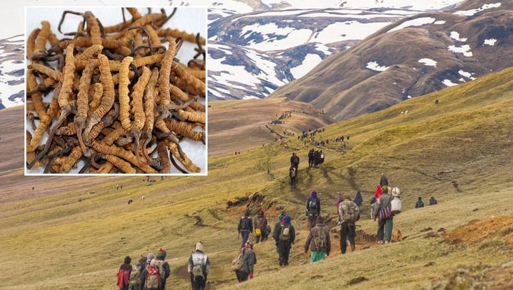 दार्चुलाबाट लक्ष्यभन्दा कम यार्सागुम्बा निकासी