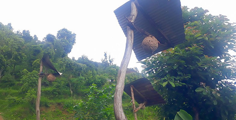 अरिङ्गाल पोल्ने क्रममा चिलेर एक जनाको ज्यान गयो, अर्का बिरामी