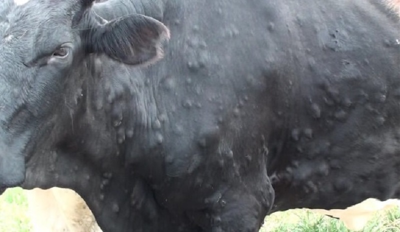 नुवाकोट र रसुवामा पशुचौपायामा लाग्ने लम्पी स्किन रोगविरुद्ध खोप अभियान शुरू