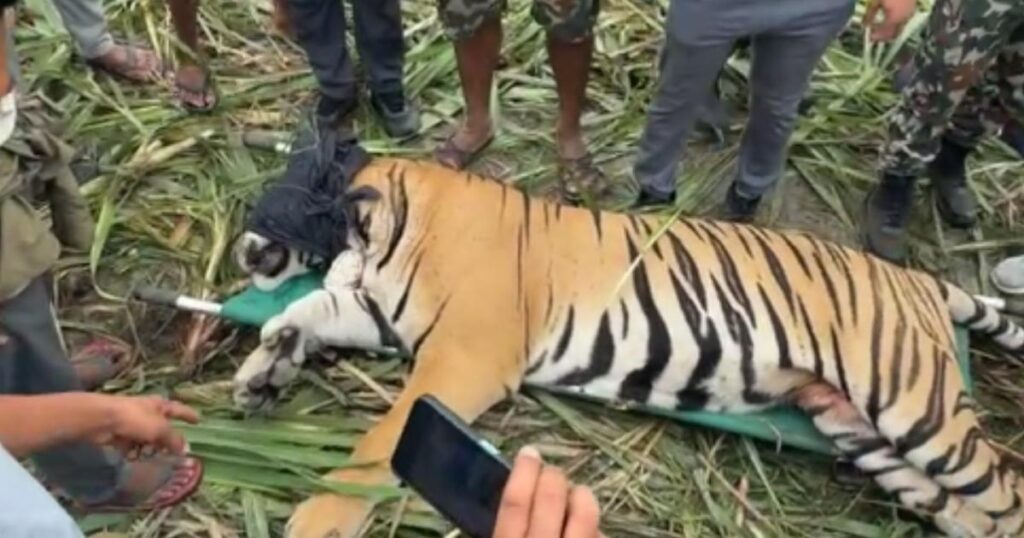 चार हात्ती परिचालन गरेर नियन्त्रणमा लिइयो कञ्चनपुरको नरभक्षी बाघ
