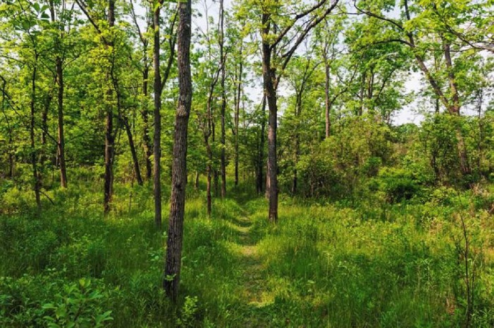 पर्सामा चार सय ६८ हेक्टर वन अतिक्रमणमाः जनशक्ति नहुँदा अनुगमन गर्न समस्या