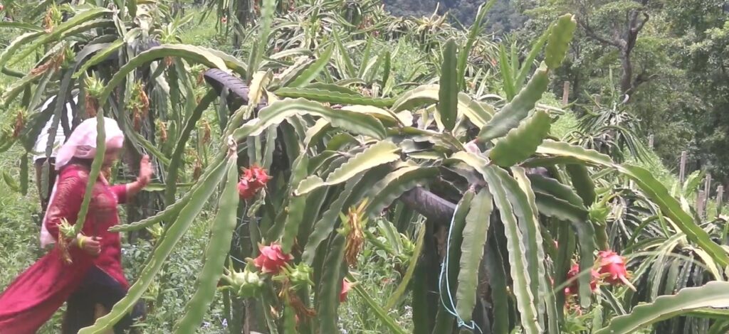 बाँझो जग्गा सदुपयोग गर्न फलफूल खेती गर्दै भोजपुरका कृषक