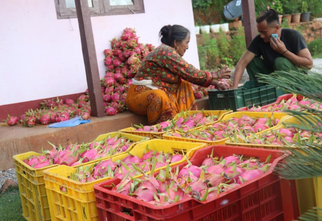 रोपेको छोटो समयमै १० लाखको ड्रागन फ्रुट उत्पादन