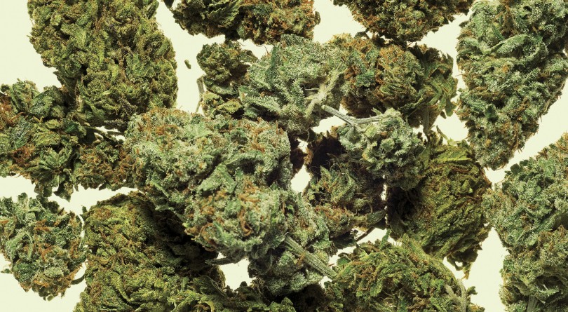 धरानबाट १४२० किलो गाँजा बरामद