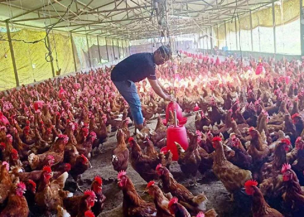 एक करोड ५० लाखको लगानीमा कुखुरापालन