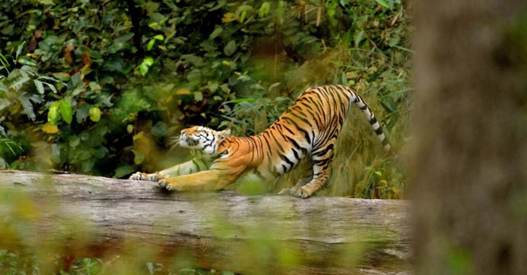 मान्छेलाई आक्रमण गर्ने बाघ खोज्न ड्रोन र हात्तीको प्रयोग