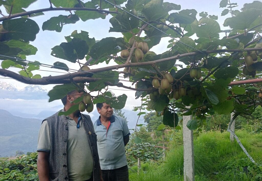 मकै र कोदो खेतीको विकल्पमा किबी