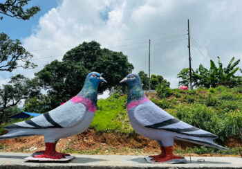 पर्यटक लोभ्याउन ‘परेवा जोडी’