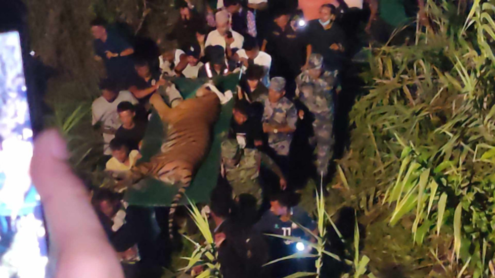 मान्छे आक्रमण गर्ने बाघ झण्डै १६ घण्टापछि नियन्त्रण