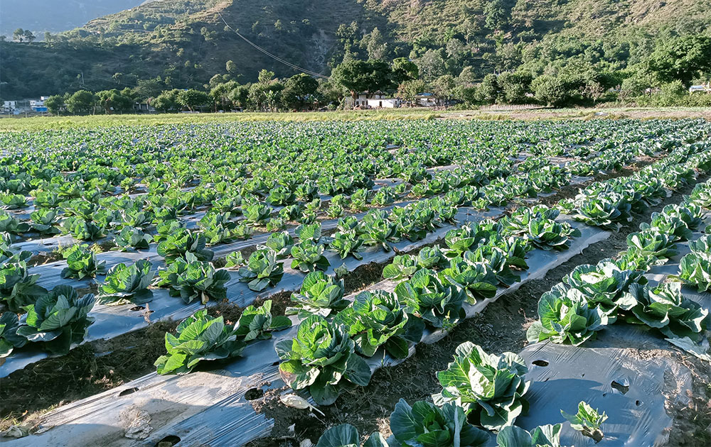 हुप्सेकोटमा कृषि प्रणालीलाई विषादीरहित बनाउने अभियान