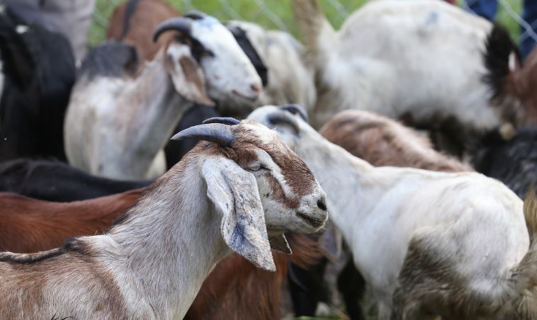 थापाथलीमा सरकारी खसीबोका