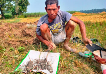 मिठो परिकारका लागि मुसाको सिकार!