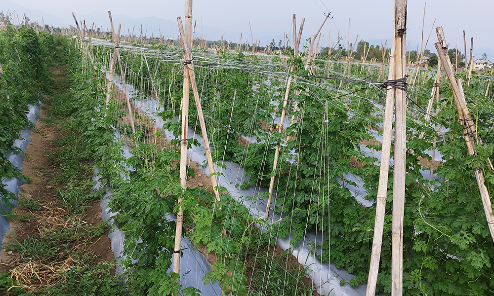 ‘कृषिमा क्रान्ति गर्ने रहरलाई अभावले रोकेन’