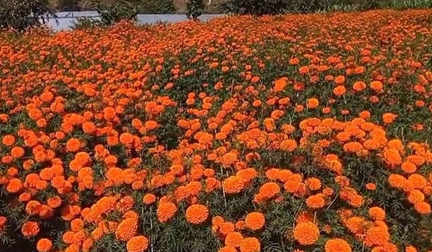 सयपत्री फूल बिक्री गरेर मनग्य आम्दानी