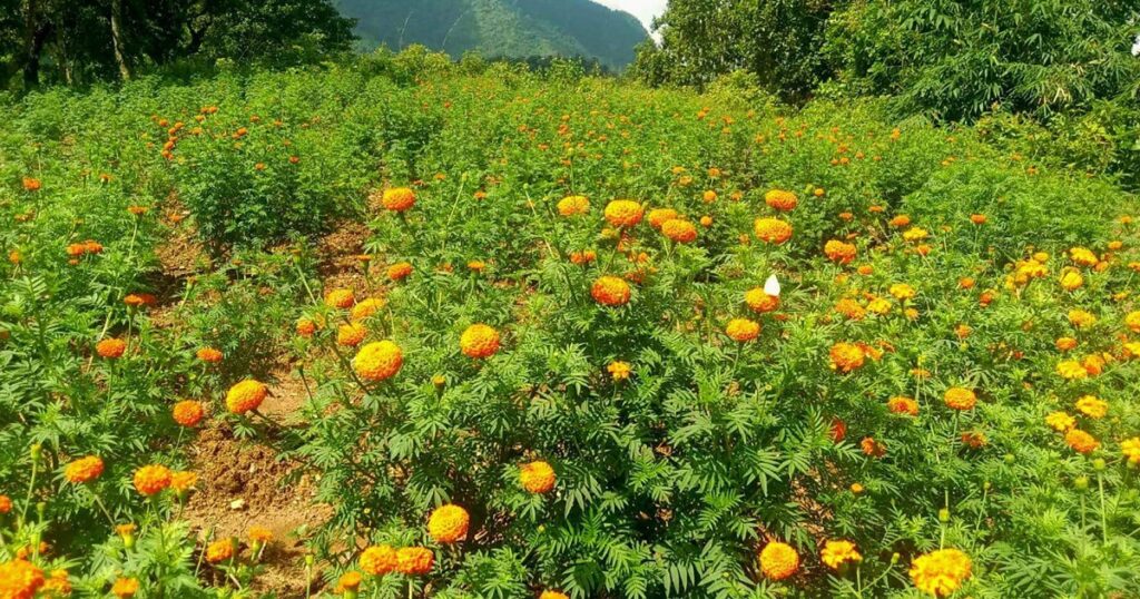 आँबुखैरेनीमा उत्पादित सयपत्री बिक्रीका लागि तयार