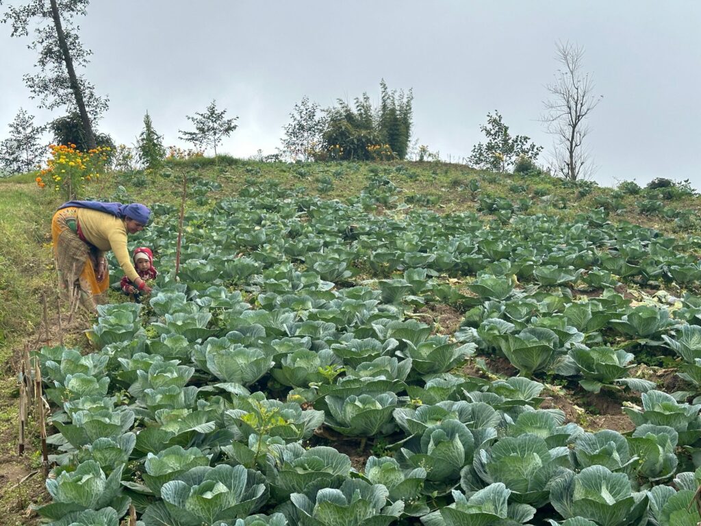 तेह्रथुमको लालीगुराँसका महिला जैविक सागसब्जी उत्पादनमा रमाउँदै