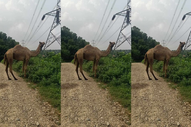 सिन्धुलीमा देखियो उँट