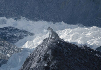 हिउँ चितुवा संरक्षणमा मङ्गोलियाको जोड