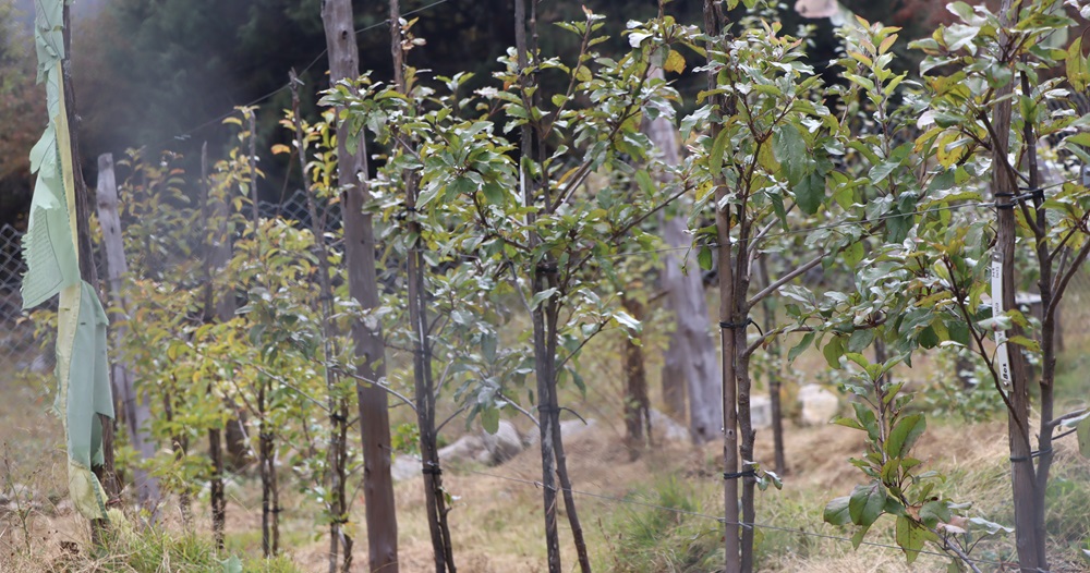 ताप्लेजुङको फलेटार र घुन्सा क्षेत्रमा स्याउखेती परीक्षण