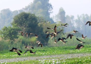 कोशीटप्पुमा भेटिए ७६ प्रजातिका नौ हजार बढी चरा