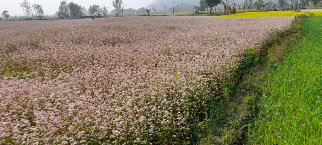लोप हुँदै मिठेफापर, संरक्षणमा छैन कसैको चासो