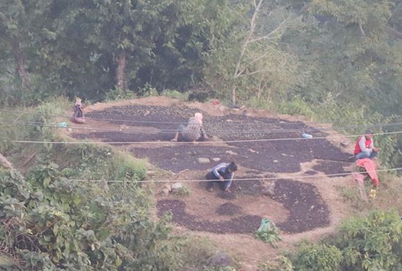 सुगन्धकोकिला उत्पादनको केन्द्र बन्दै छिल्लीकोट