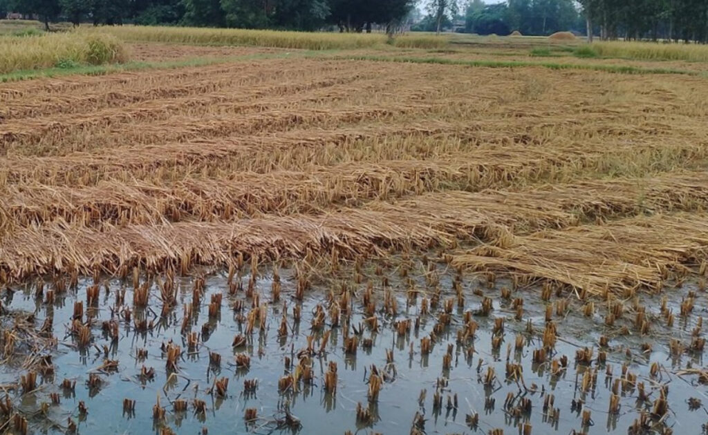 बेमौसमी वर्षाले धान बालीमा क्षति, किसान समस्यामा