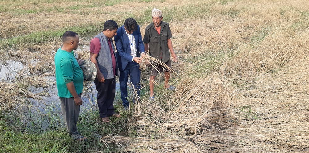 जेठोबुढो धानमा गभारोः भित्र्याउने बेला न धान, न पराल