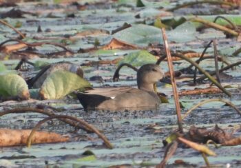आगन्तुक चराको चिरबिरले मनमोहक घोडाघोडी
