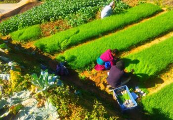 सागसब्जीका बेर्ना बेचेर वार्षिक २६ लाख आम्दानी