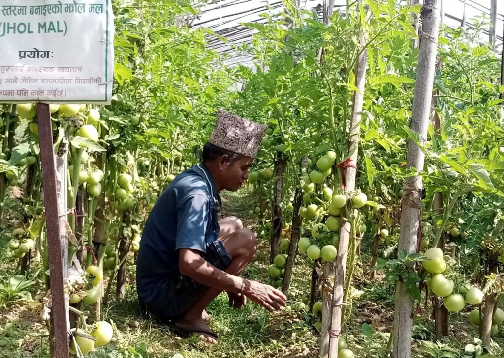 सागसब्जीखेतीबाट वार्षिक पाँच लाख आम्दानी