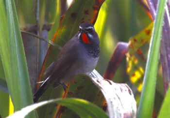 दुर्लभ कृष्णवक्ष रातोकण्ठ चरा कञ्चनपुरमा पहिलोपटक देखियो