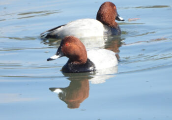 चिसो छल्न रारामा भित्रिए विदेशी चरा