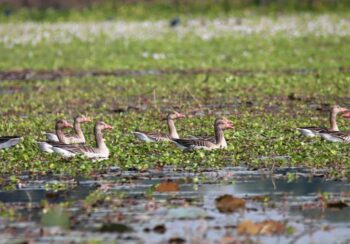 प्रवासी पन्छी ‘कलहाँस’ पुरैनीमा