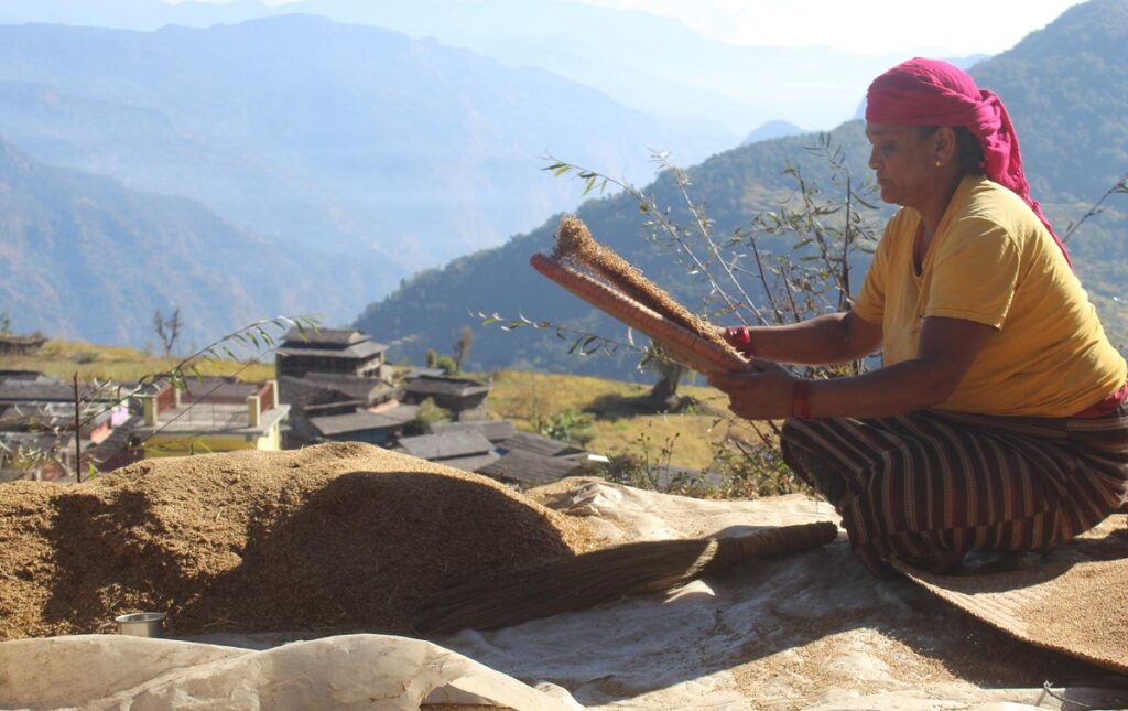 ग्रामीण महिलाको आयआर्जनको माध्यम बन्दै कोदो