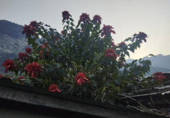 लोप हुँदै लालुपाते