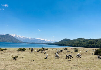 रारामा देखिए कालो चितुवा र लोखर्के