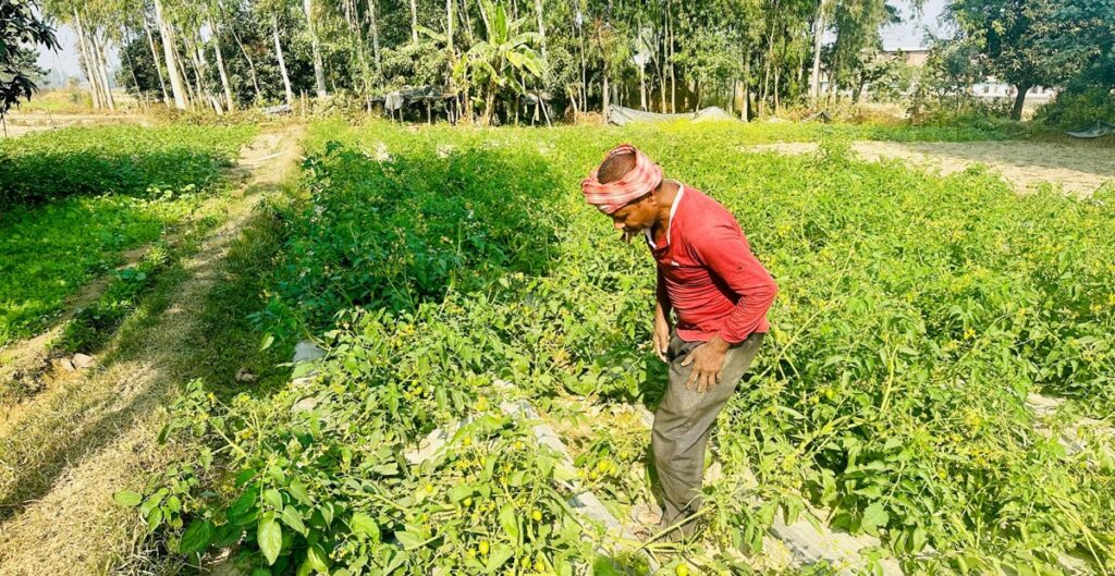 तरकारीखेतीको आम्दानीबाट जीविकोपार्जन