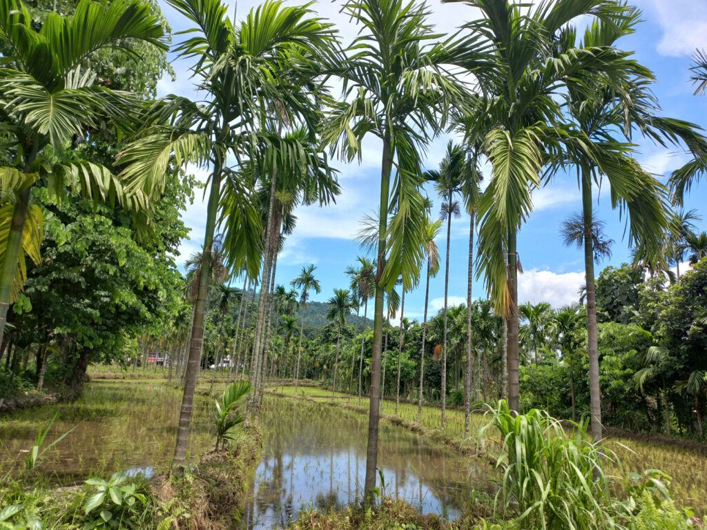 डीएनए परीक्षणको अन्योलले सुपारी निर्यात अनिश्चित, एक लाख किसान प्रभावित