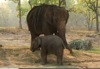 निजी हात्तीः पहिले रहर अहिले कहर, व्यवसायी मारमा